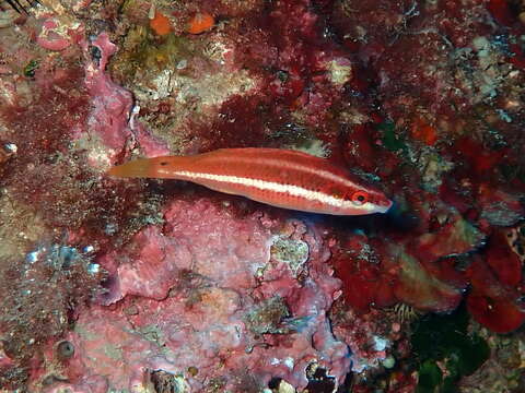 Image of Symphodus doderleini Jordan 1890