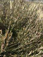 Image of Alpine Hovea