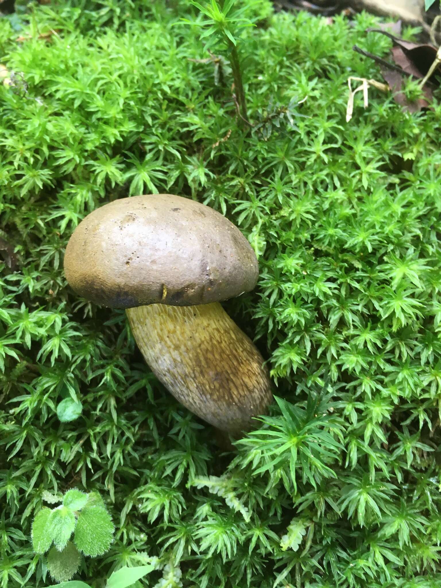 Image of Retiboletus flavoniger (Halling, G. M. Muell. & L. D. Gómez) Manfr. Binder & Halling 2002