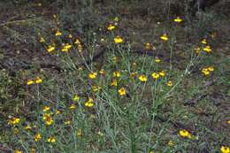 Image of longdisk sneezeweed