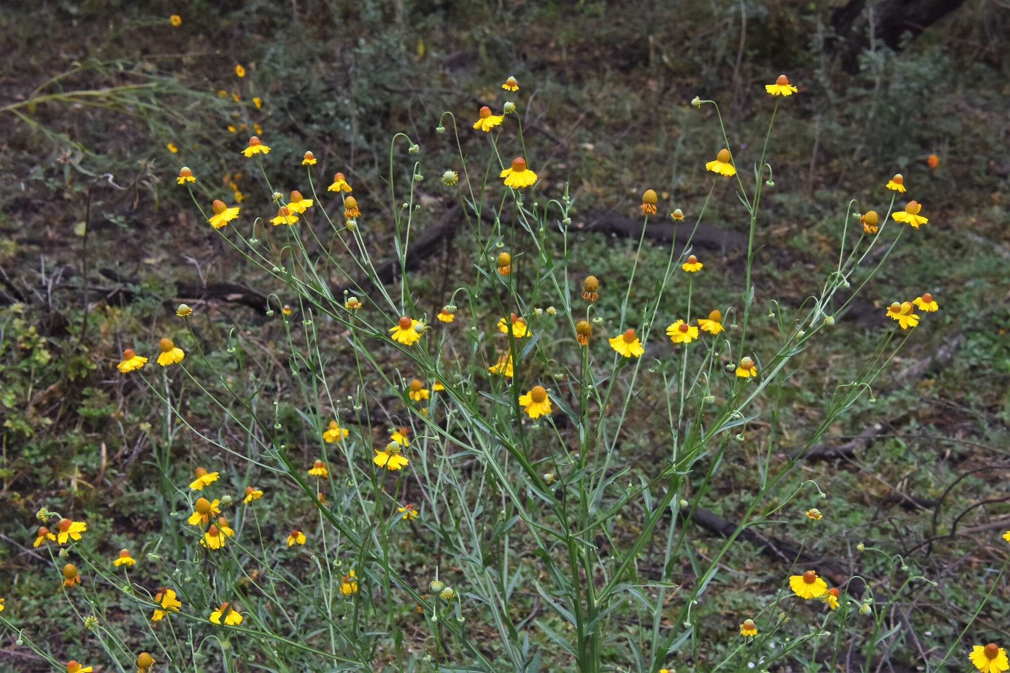 Image of longdisk sneezeweed