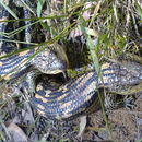 Image of blotched blue-tongued lizard
