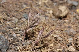 Image of oat brome
