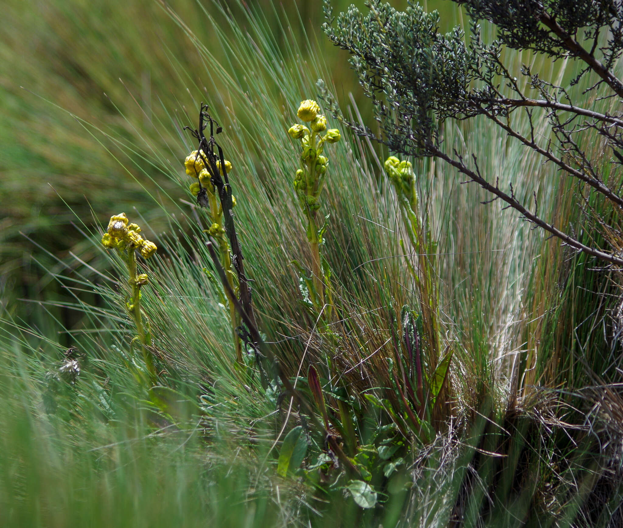 Image de Senecio chionogeton Wedd.