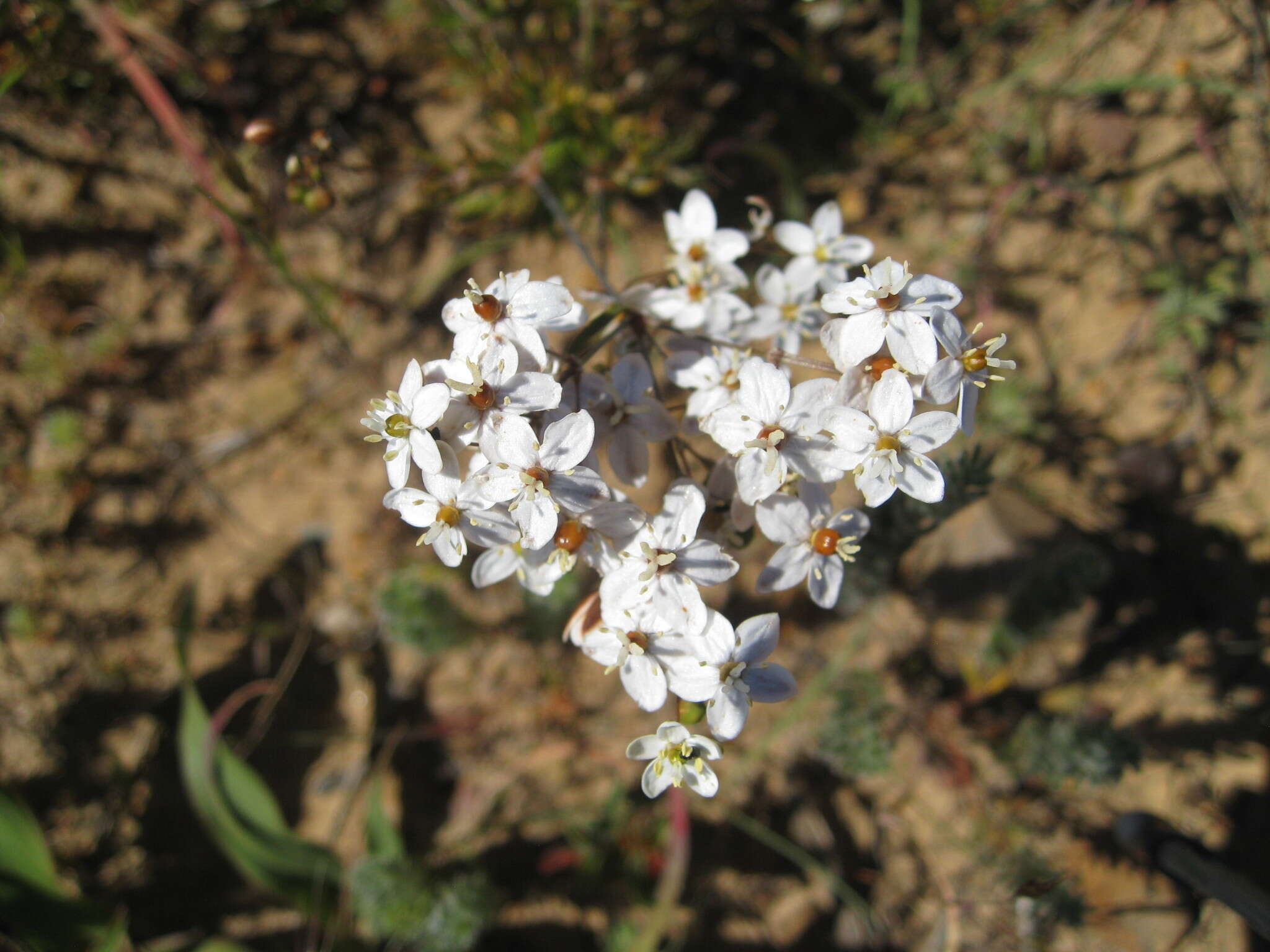 Image of Pharnaceum aurantium (DC.) Druce