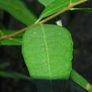 صورة Notelaea punctata R. Br.