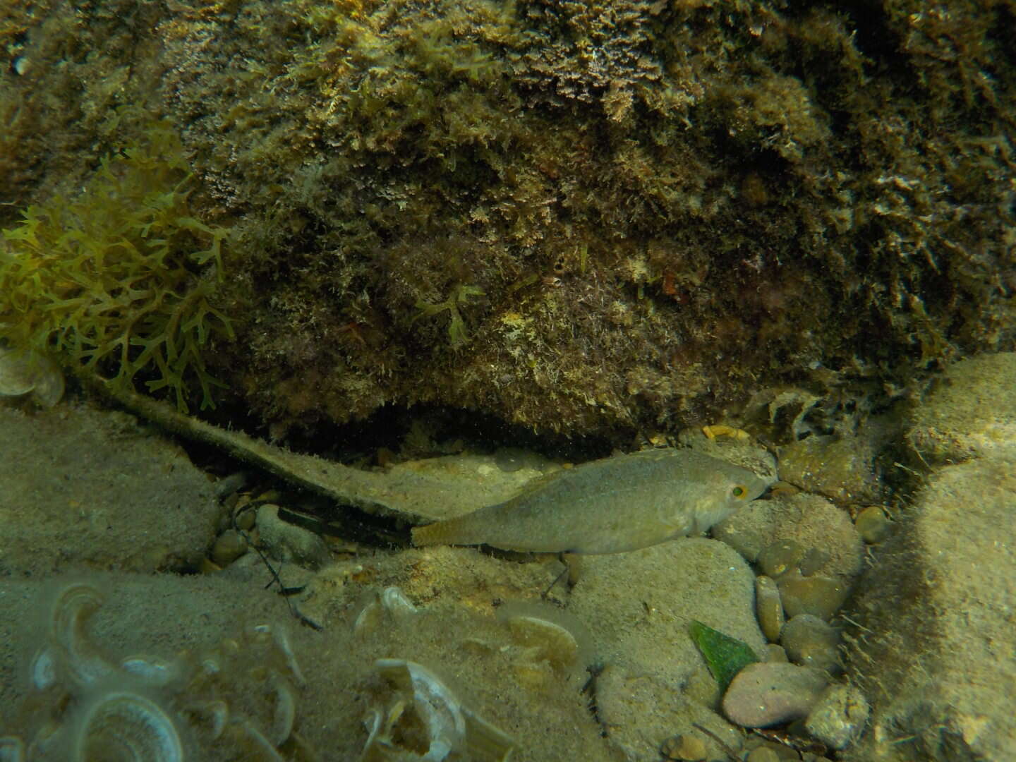 Image of Grey Wrasse