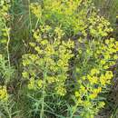 Image of Russian leafy spurge