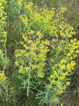 Слика од Euphorbia esula subsp. tommasiniana (Bertol.) Kuzmanov