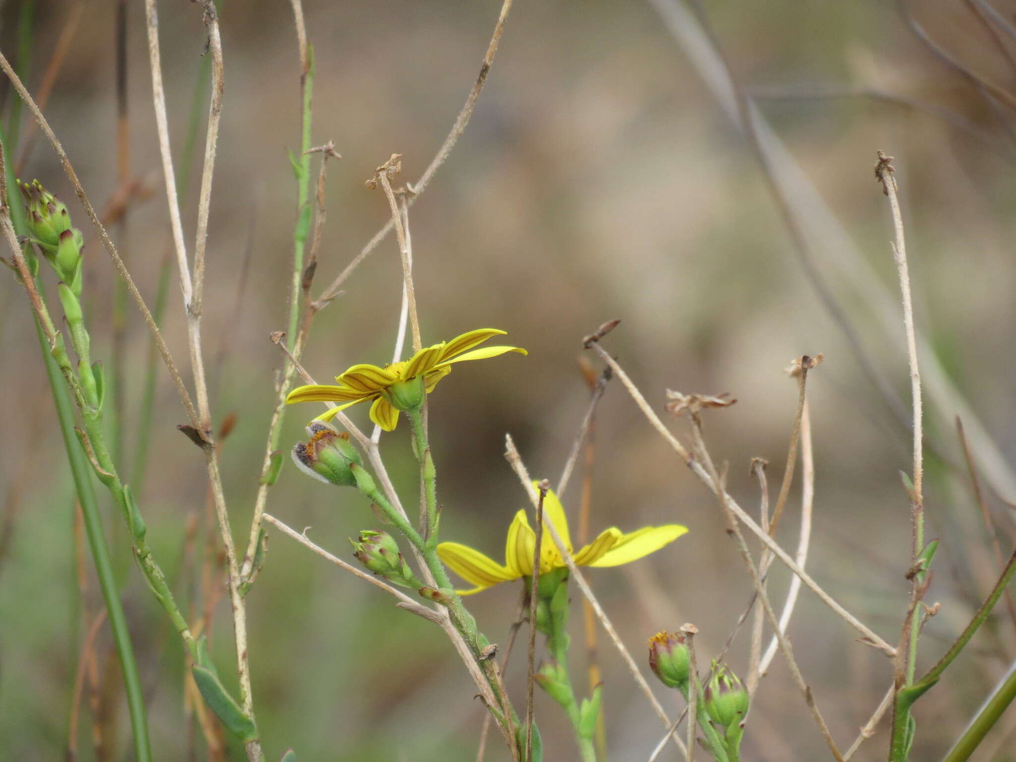 Image de Osteospermum imbricatum L.