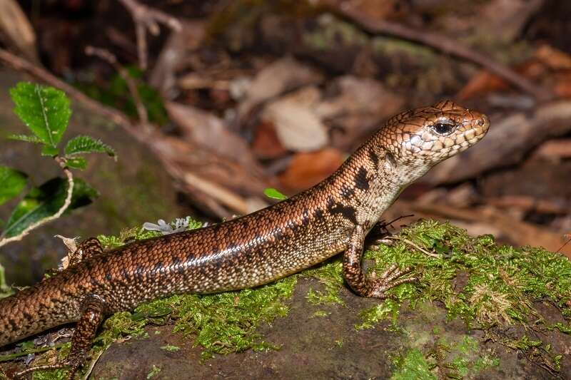 Image of Border Ranges Blue-spectacled