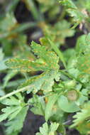 Image of Puccinia modiolae P. Syd. & Syd. 1903