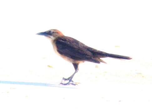 Image of Quiscalus major torreyi (Harper 1934)