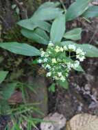 Image of Dimetia scandens (Roxb.) R. J. Wang