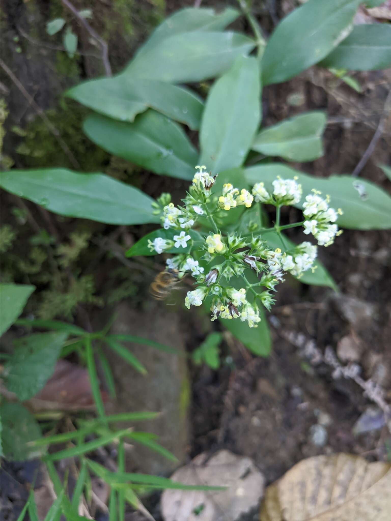 Image of Dimetia scandens (Roxb.) R. J. Wang