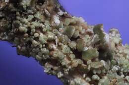 Image of largeleaf cup lichen