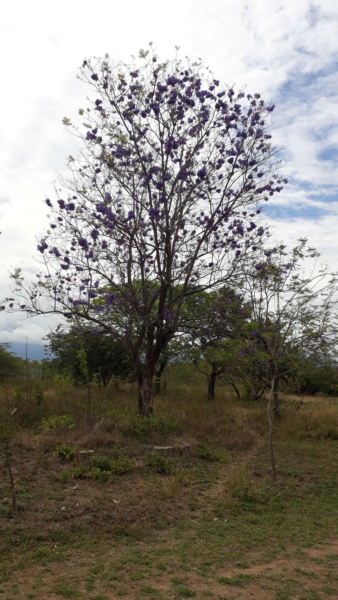 Plancia ëd Jacaranda caucana Pittier