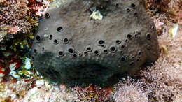 Image of black leather sponge