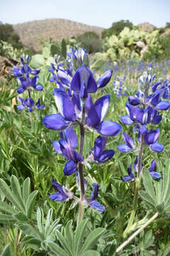 Sivun Lupinus atlanticus Gladst. kuva