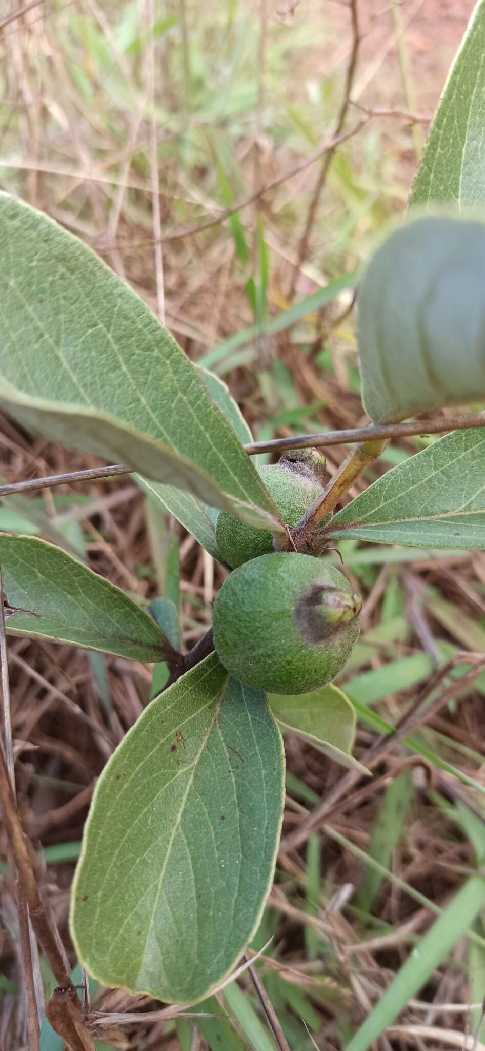 Image of Psidium grandifolium Mart. ex DC.