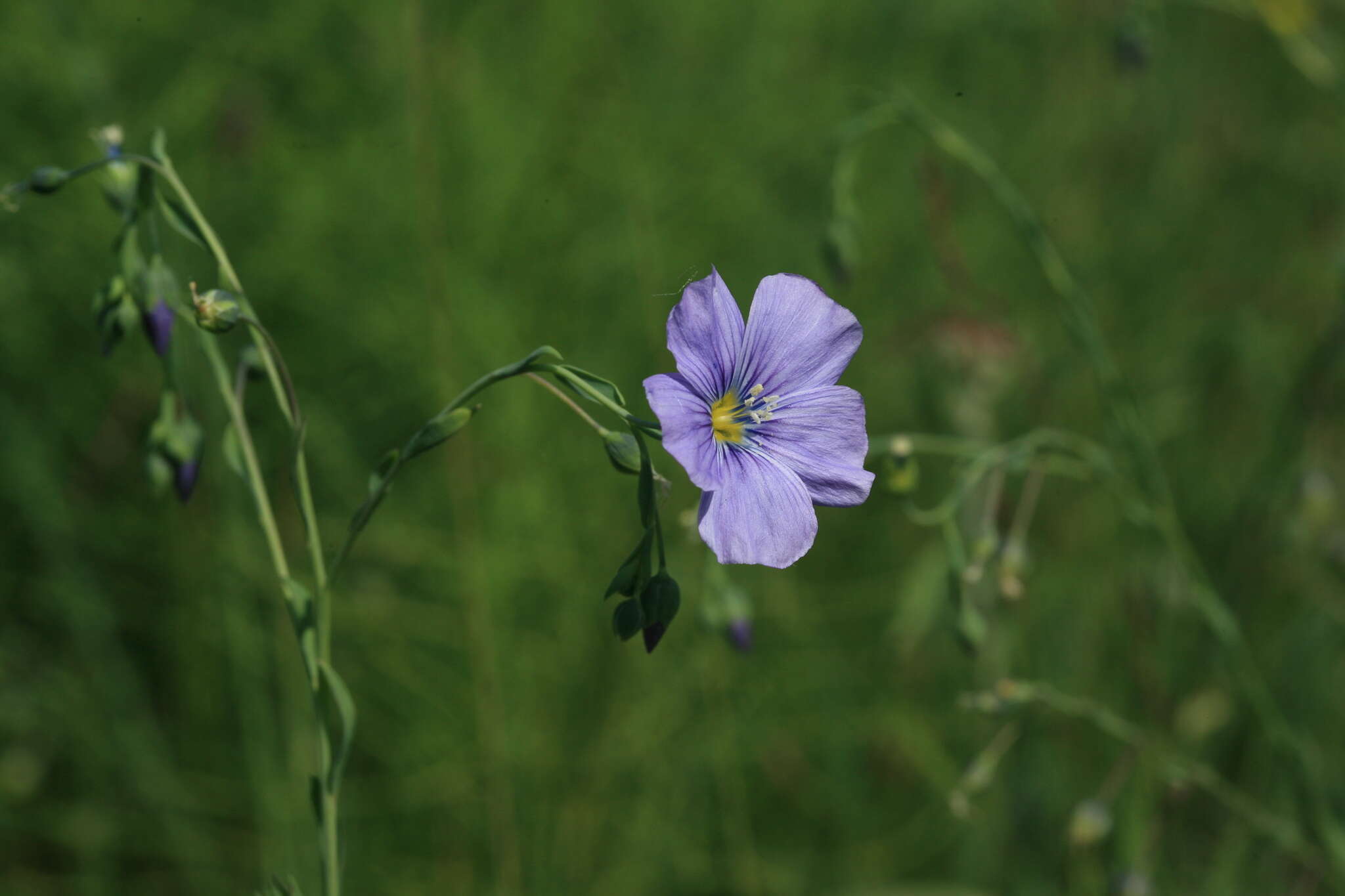 Linum amurense Alef. resmi