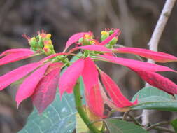 Image of poinsettia