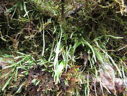 Image of toothed snailfern