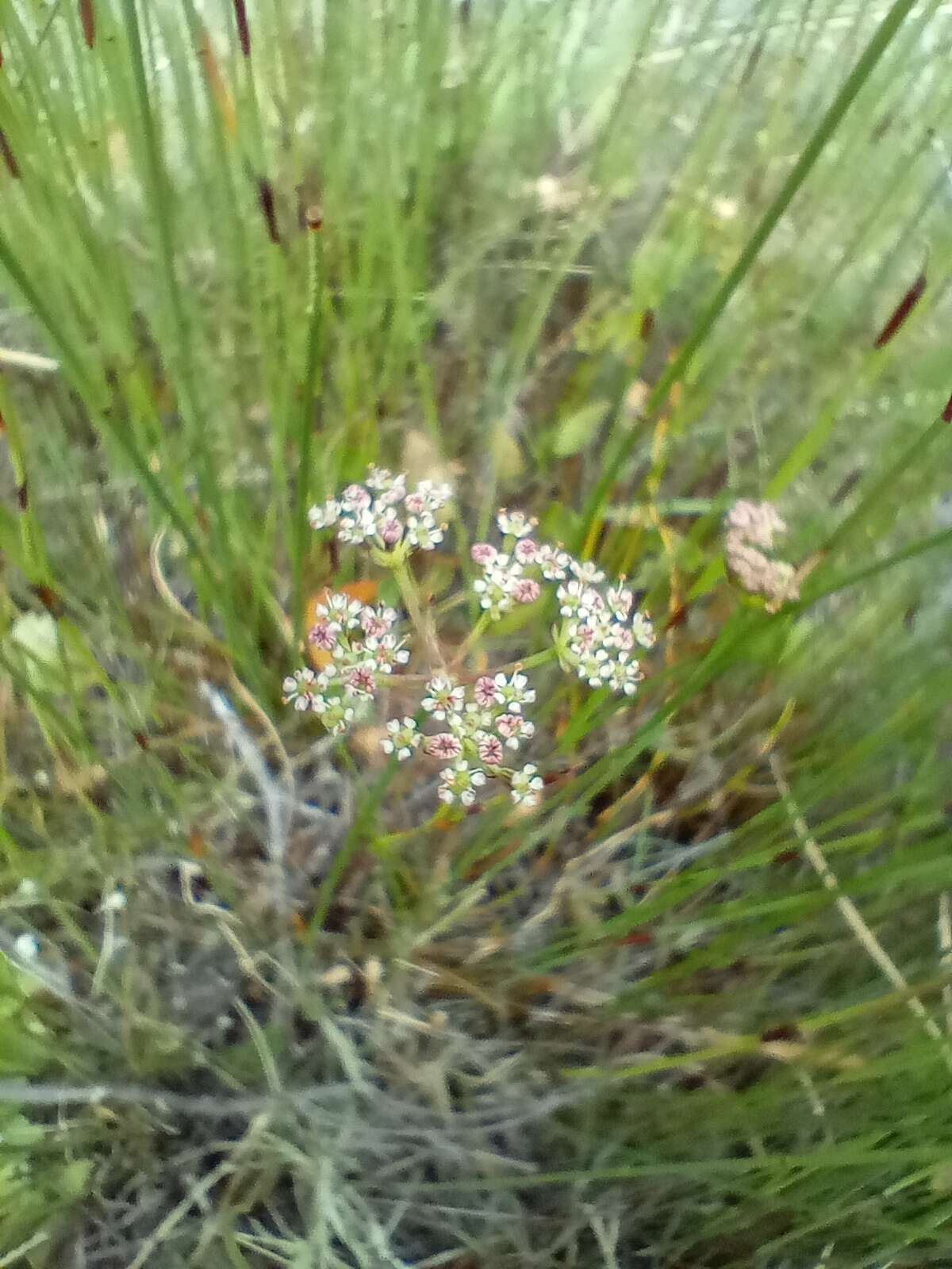 Itasina filifolia (Thunb.) Raf. resmi