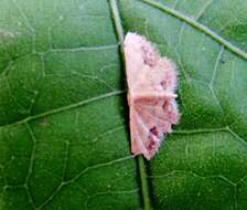 Image de Idaea chotaria Swinhoe 1886