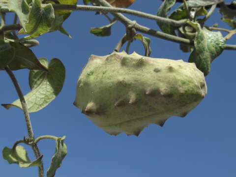 Image of Gonolobus grandiflorus (Cav.) Schult.