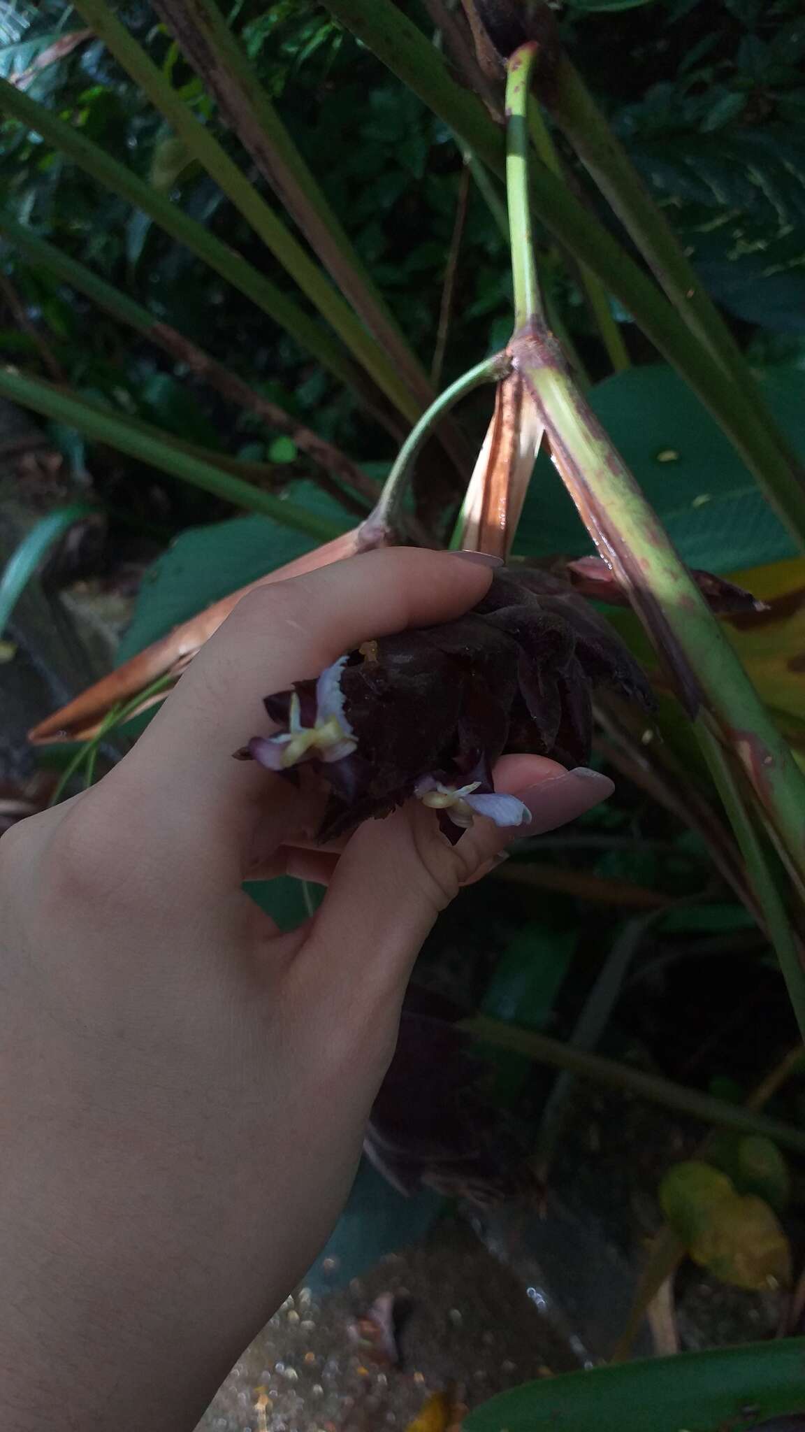 Plancia ëd Calathea erythrolepis L. B. Sm. & Idrobo