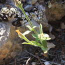 Image of smallflower oxtongue