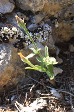 Image of smallflower oxtongue