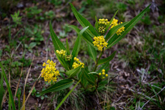 Слика од Asclepias barjoniifolia Fourn.