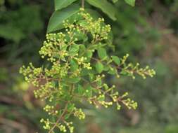 Image of Lagerstroemia subcostata Koehne