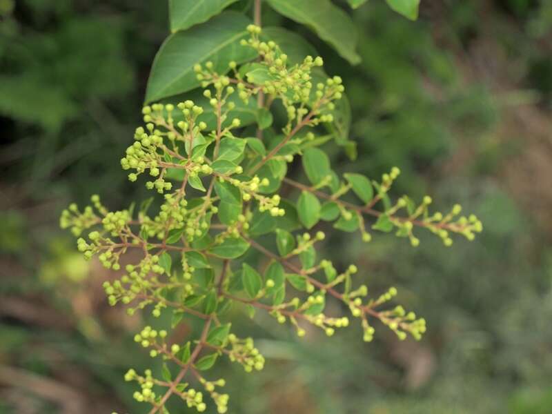 Image of Lagerstroemia subcostata Koehne