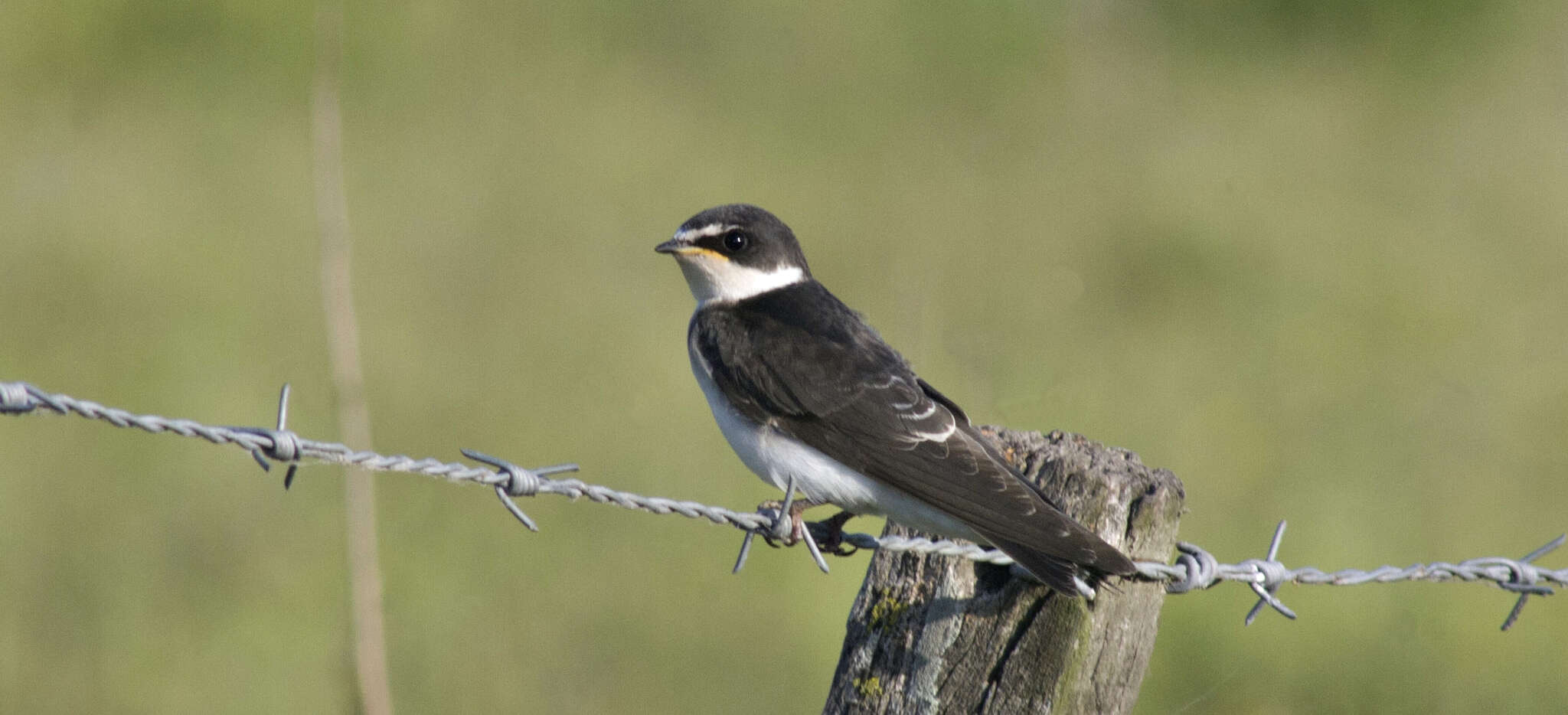 Tachycineta leucorrhoa (Vieillot 1817) resmi