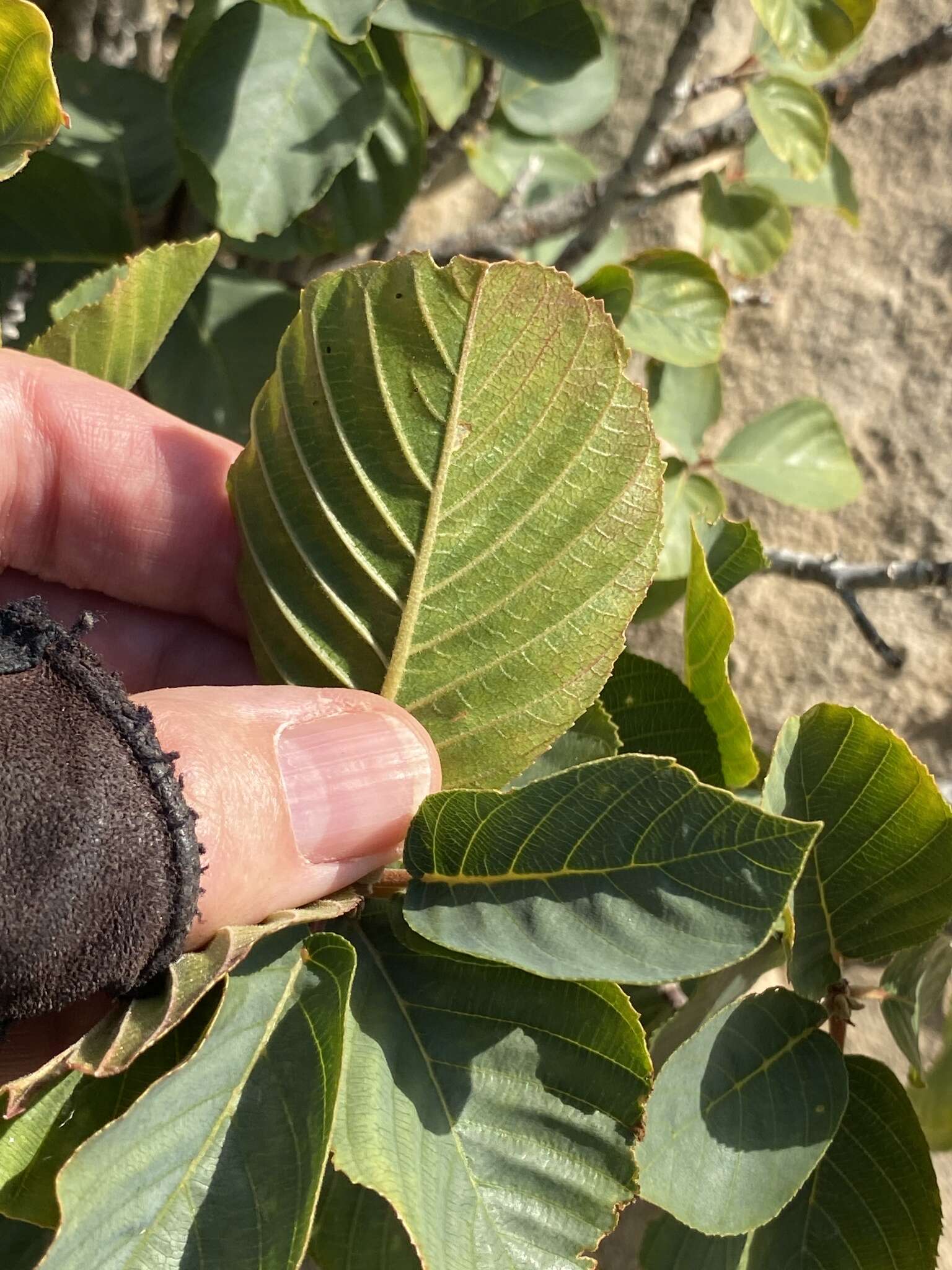 Image of beechleaf frangula