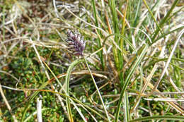 Image of Oreochloa disticha (Wulfen) Link