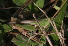 Image of Orphulella scudderi (Bolívar & I. 1888)