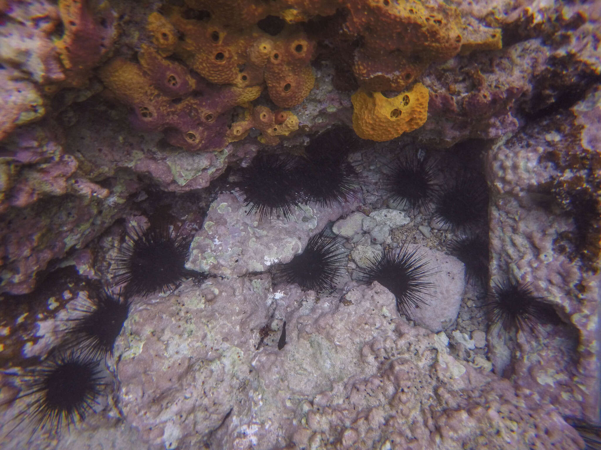 Image of spiny urchin