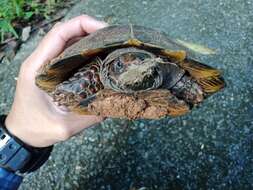 Image of Spiny turtle