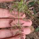 Imagem de Daucus carota subsp. maximus (Desf.) Ball