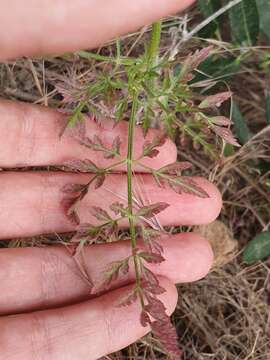 صورة Daucus carota subsp. maximus (Desf.) Ball