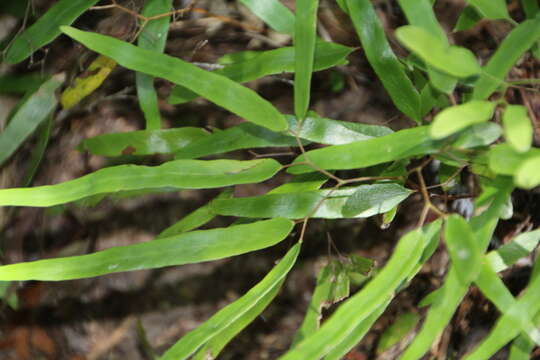 Imagem de Lygodium articulatum A. Rich.