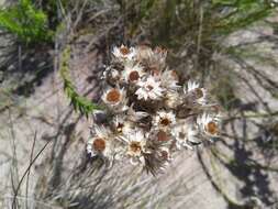 Image of Achyranthemum striatum