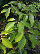 Image of Camphor laurel