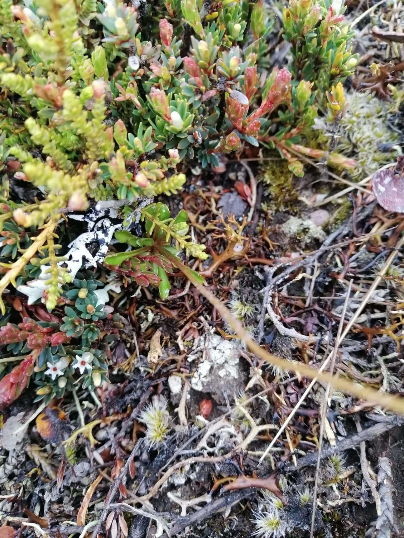 Image of Wahlenbergia pygmaea subsp. pygmaea