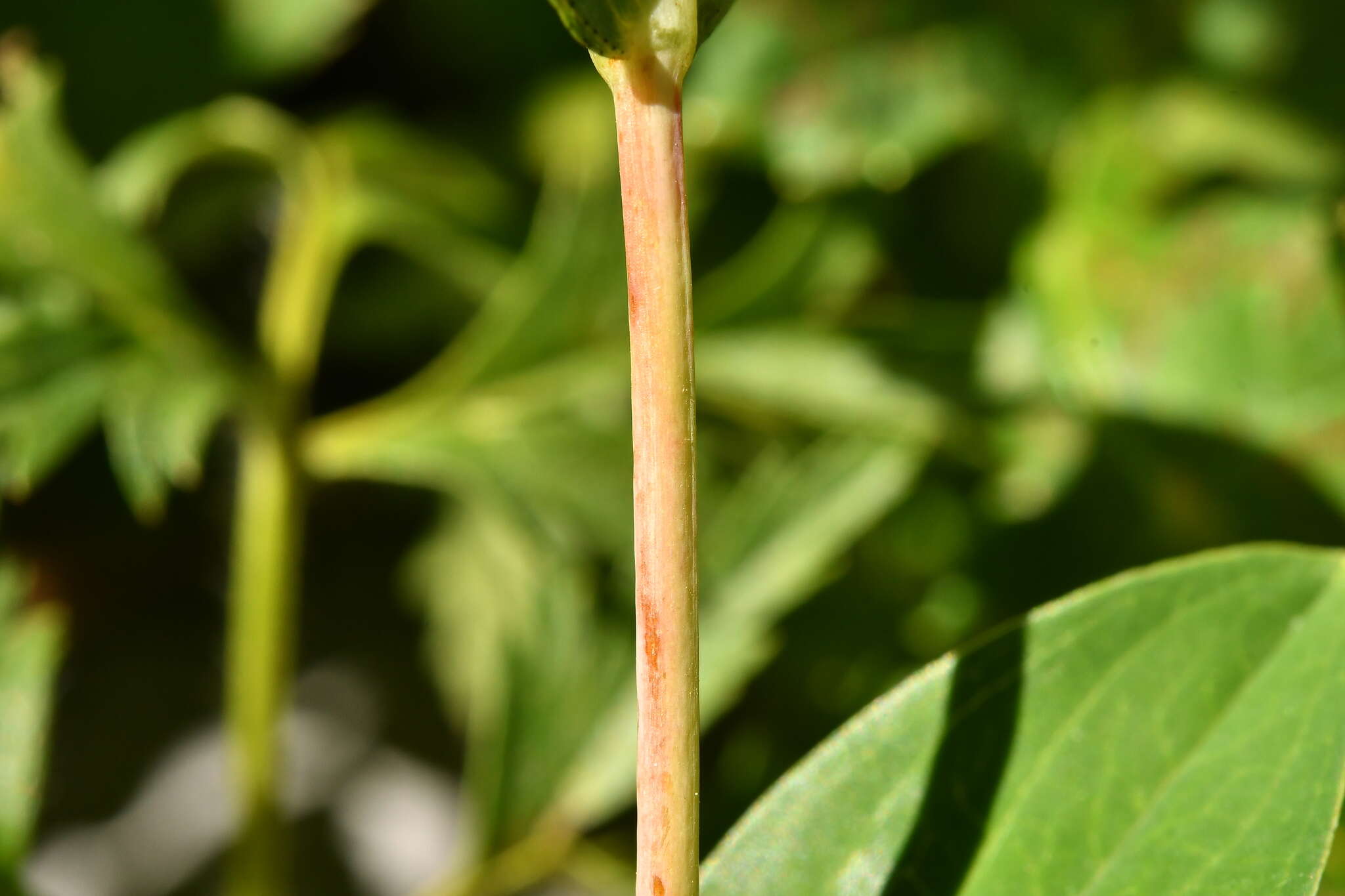 Image of Hypericum richeri subsp. richeri