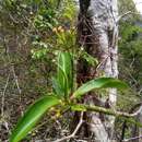 Imagem de Euphorbia ankaranae Leandri